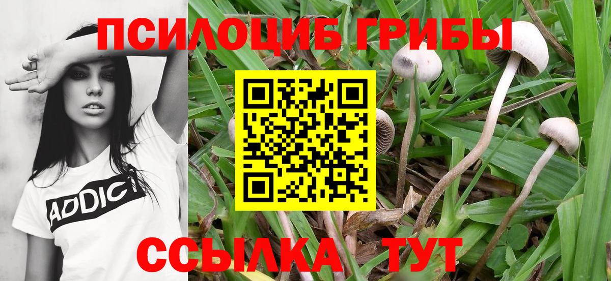 Псилоцибиновые грибы Magic Shrooms  Галлюциногенные грибы ЛСД  Камень-на-Оби  Вход с VPN 