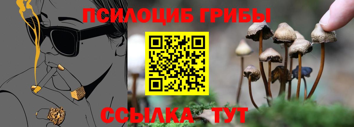 Галлюциногенные грибы Cubensis Камень-на-Оби